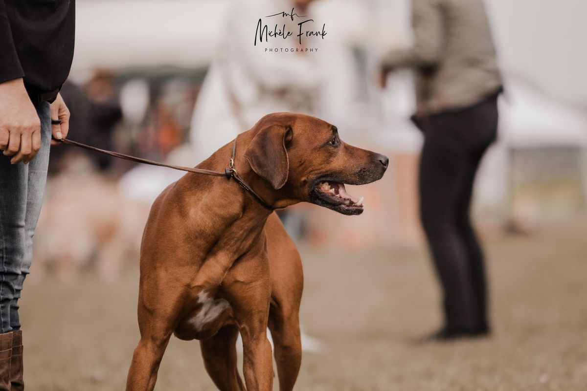 Seminar: Krebs bei Hunden \/ Fortpflanzung bei H\u00fcndinnen 