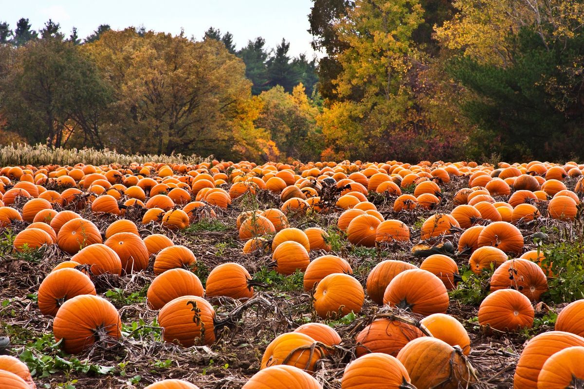 Pumpkin Patch Trip