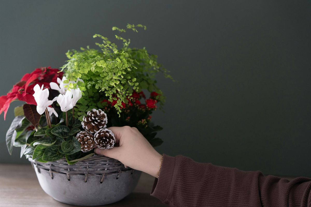 Make-n-Take : Poinsettia Garden at Mahoney's Falmouth