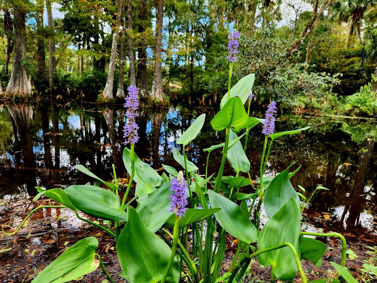 Foraging Walk in Riverbend Park