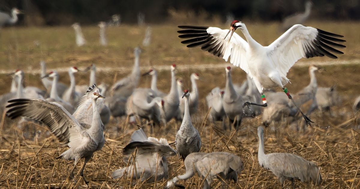 Whooping Crane Walk