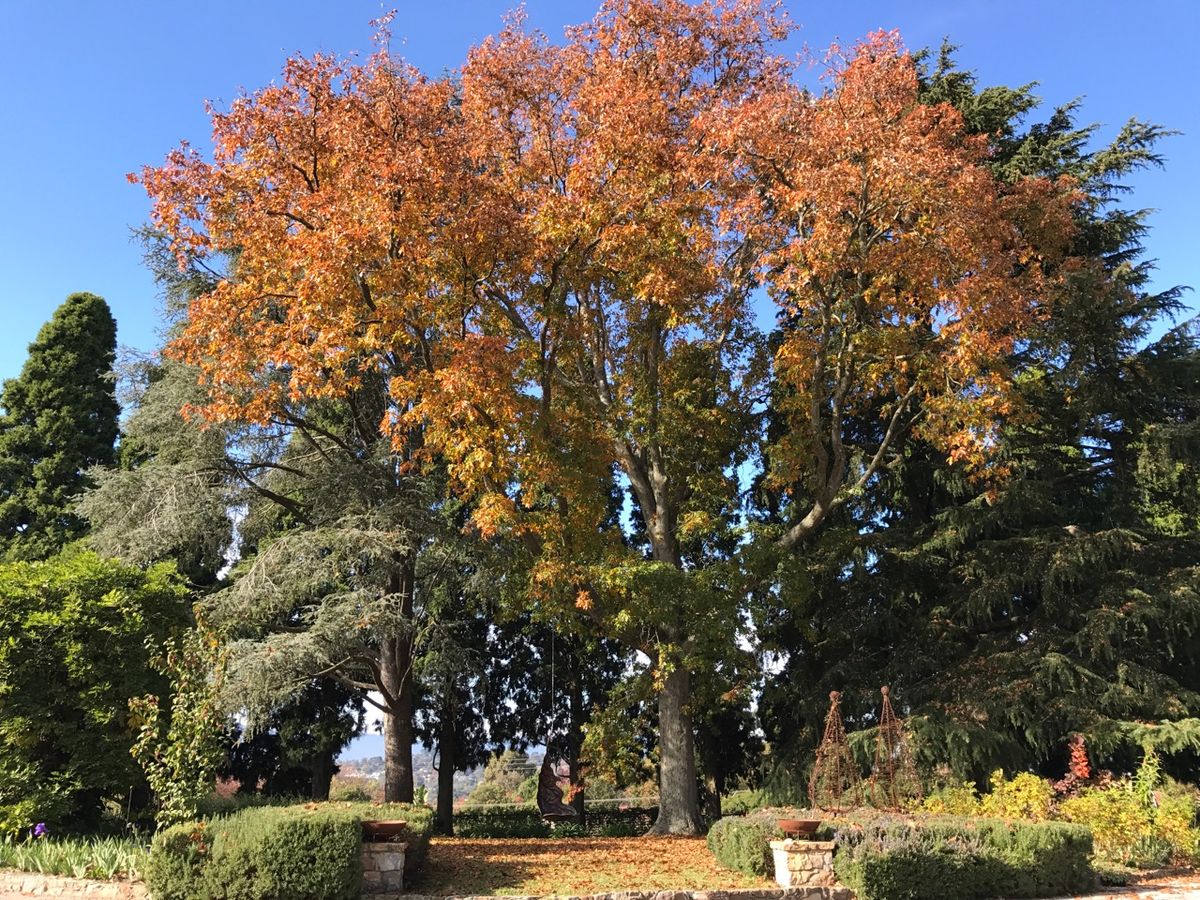 Open Gardens Victoria - Banool 2024