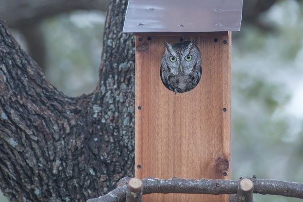 Owl Box Workshop