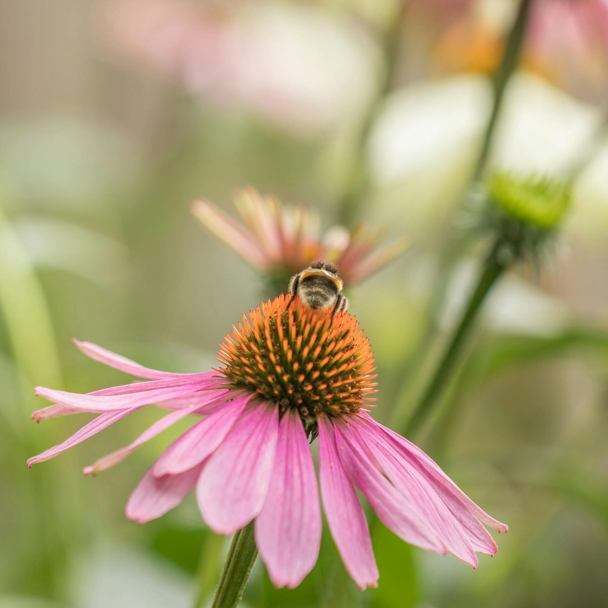 The Buzz on Bees: Free Seminar with John Harris of Harris Apiaries