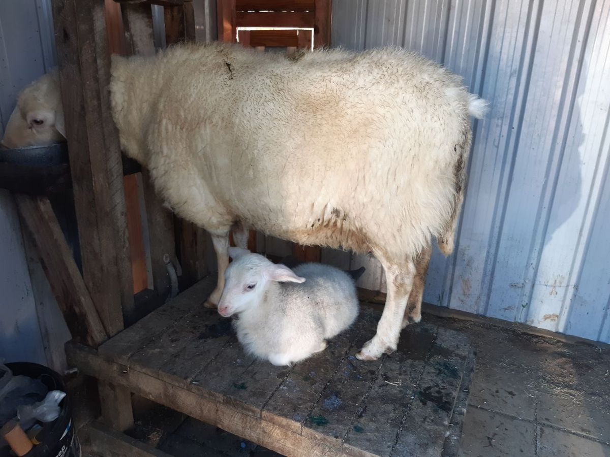 Rameka Dairy Sheep & Goat Homesteading Workshop (Golden Bay)