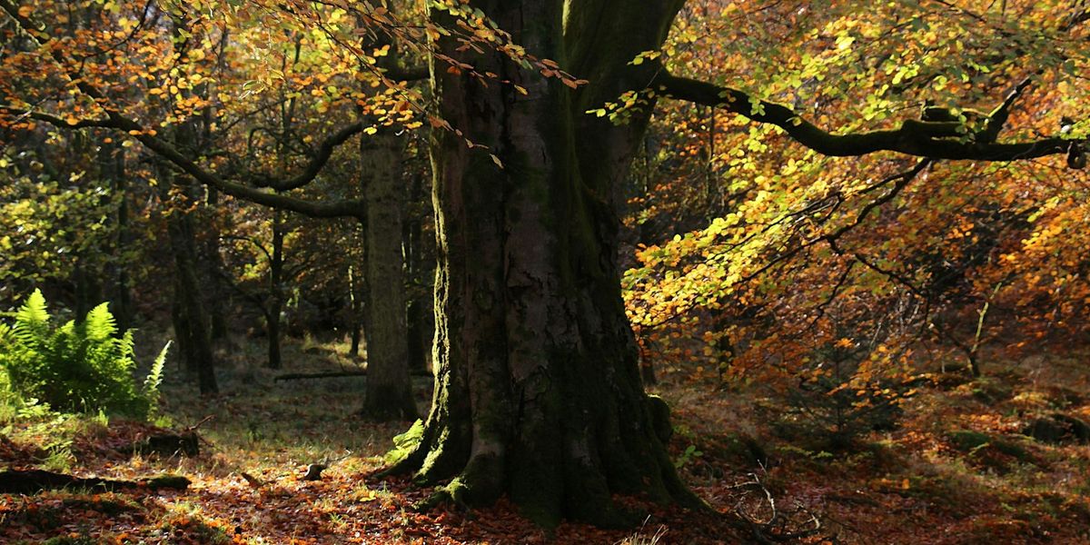 Wildlife Weans Mugdock: Den Building (1-7 year old )