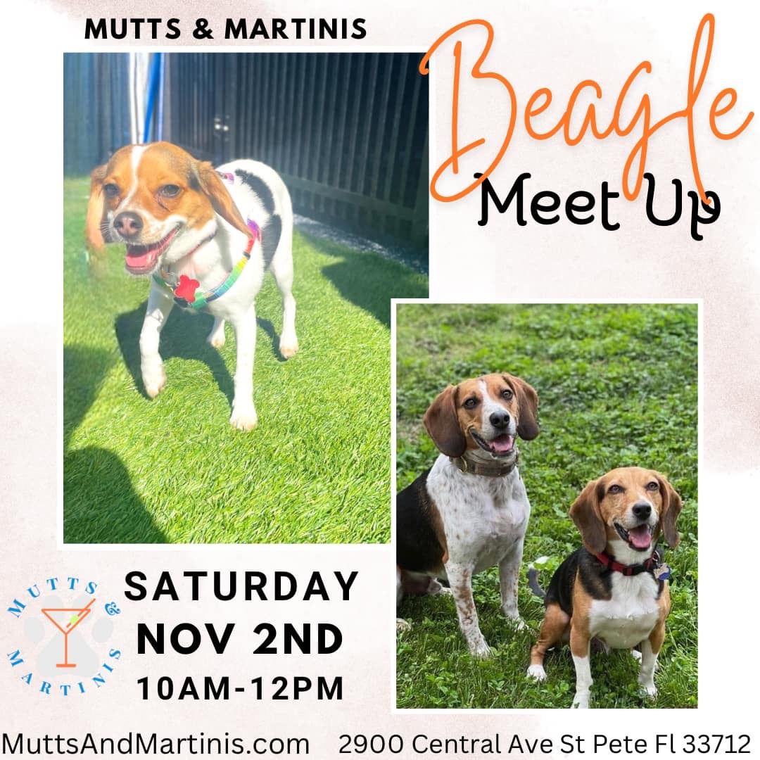 Fall Beagle meetup - Mutts and Martinis