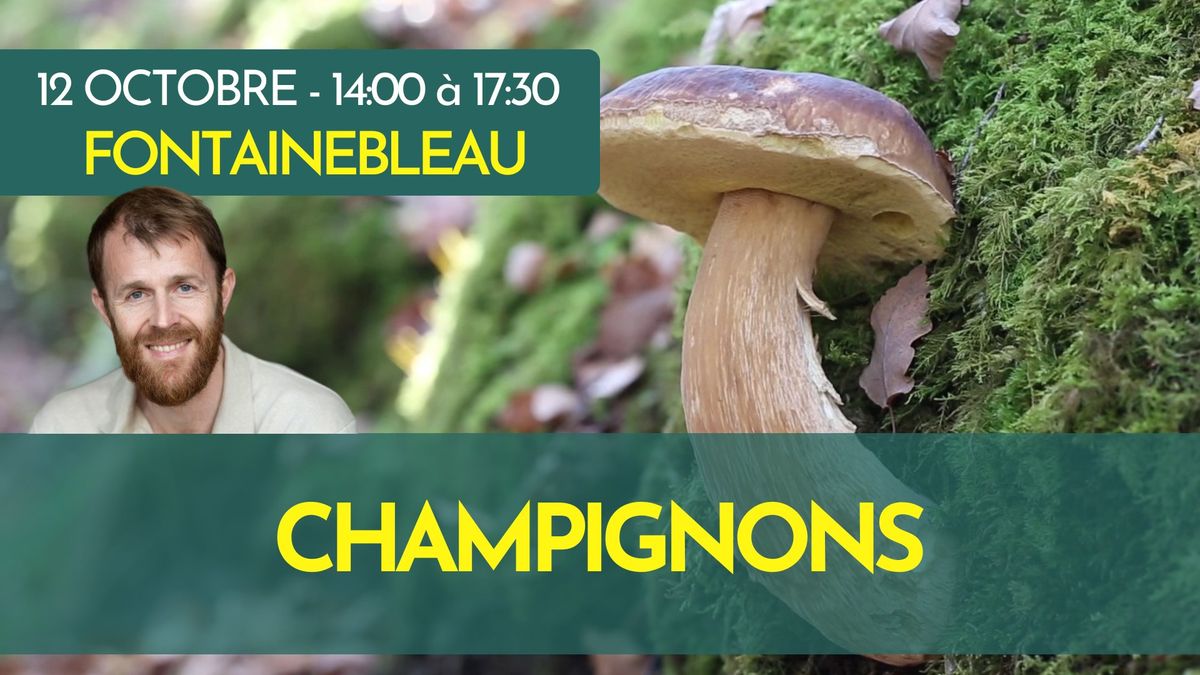 BALADE CHAMPIGNONS