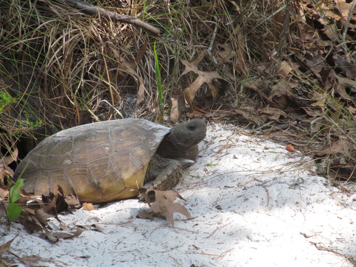 Free Ranger-Led Tour of the Turkey Creek Sanctuary