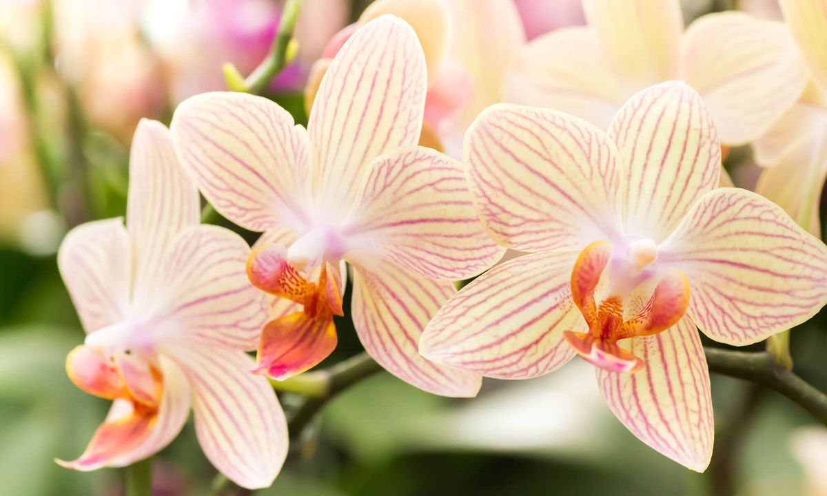 Intro to Orchids