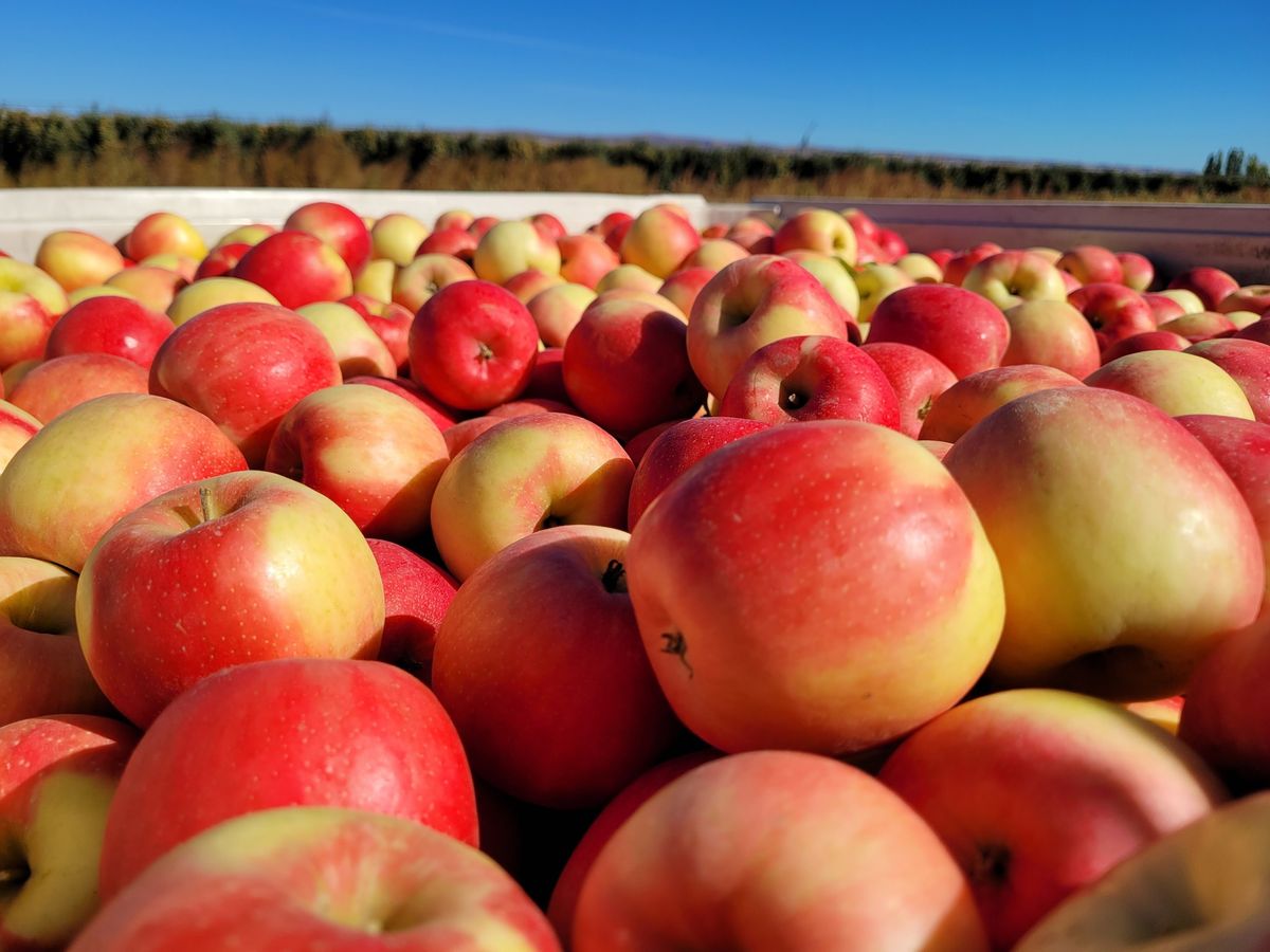 2025 Apple Horticulture and Postharvest Research Review