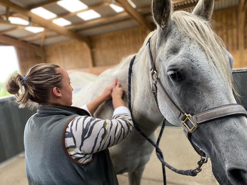 Equine Touch Foundation Course Part 2, Faversham, Kent, 1 April to 2 April