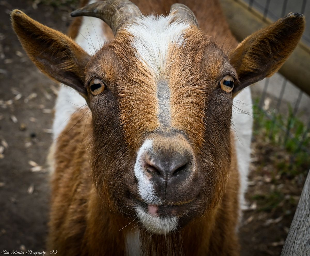 Fantastic Farm Animals Camp