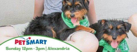 DOG and CAT Adoption Event at PetSmart in Alexandria