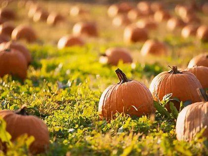 Pumpkin patch and corn maze