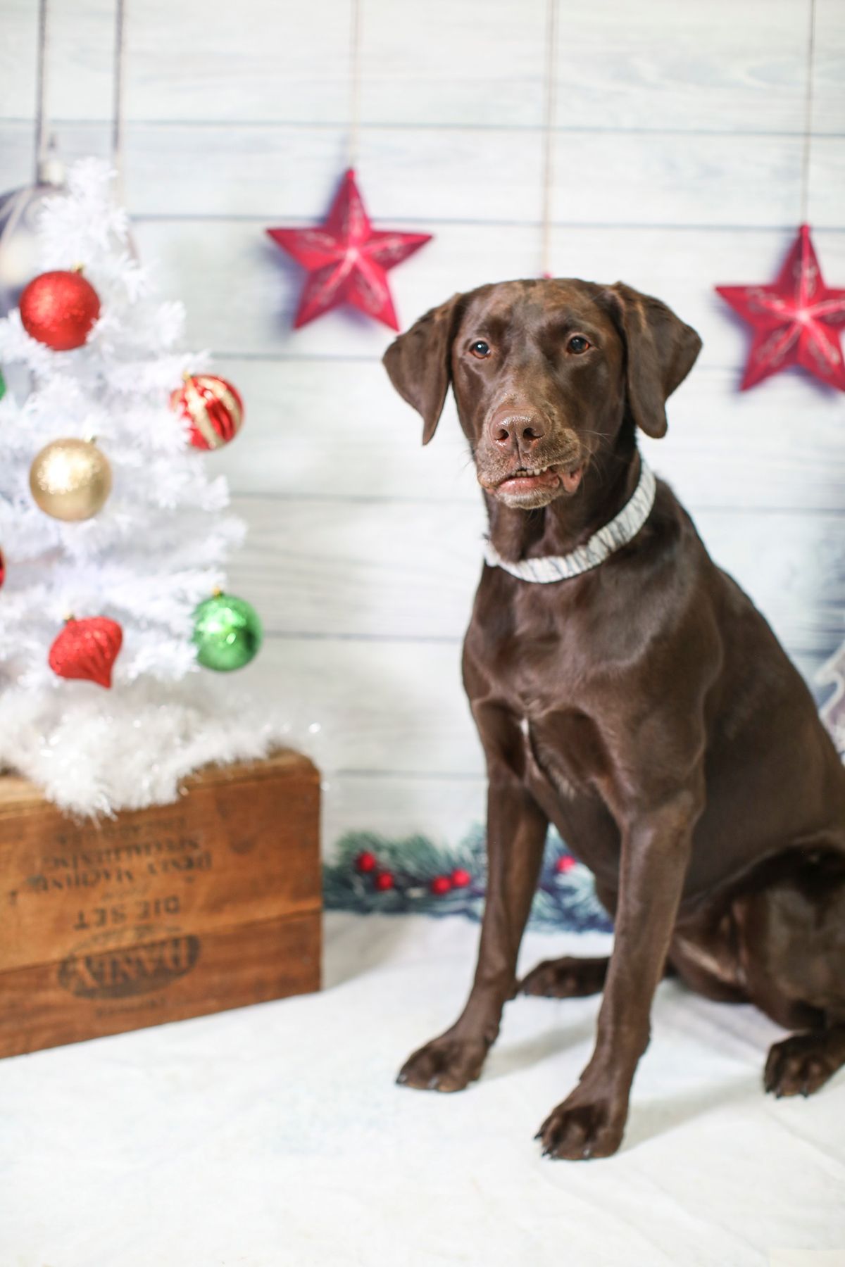 Holiday photos for your PETS!