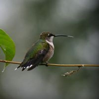 Baton Rouge Audubon Society