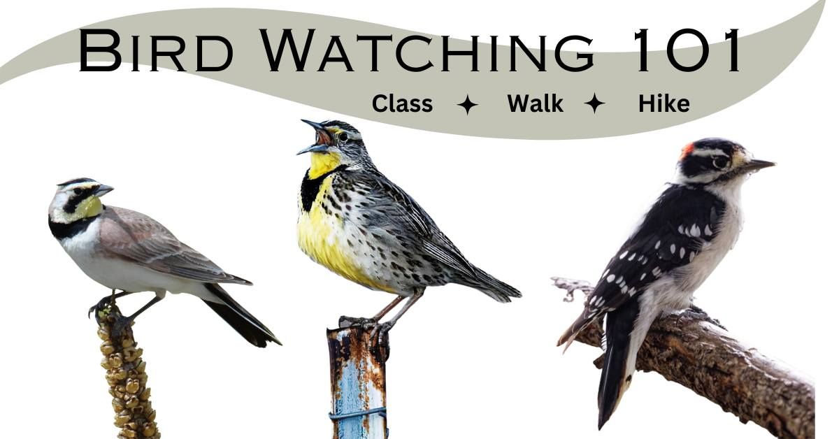 Basics of Birdwatching - guided hike