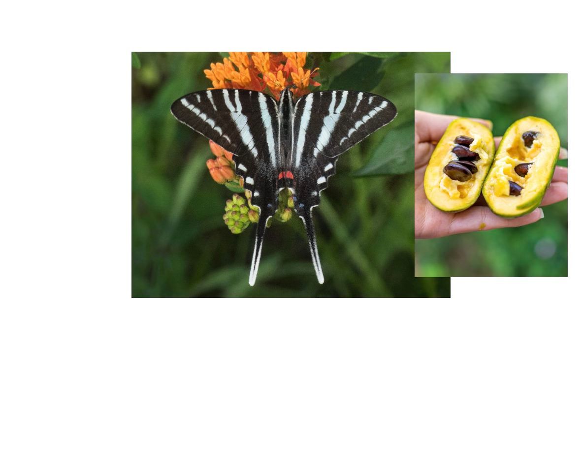 PawPaws & Zebra Swallowtails!