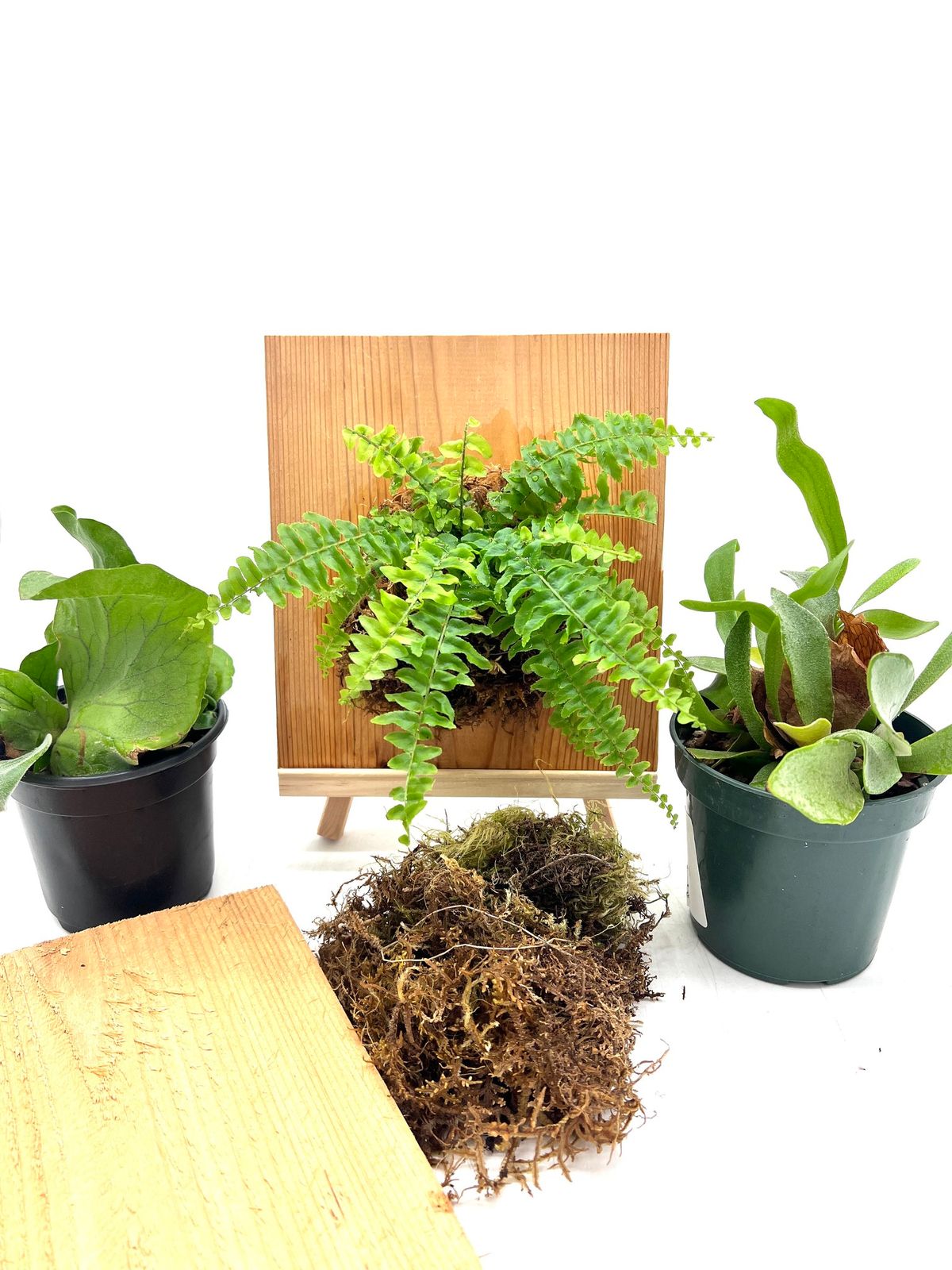 Fern Mounting Workshop