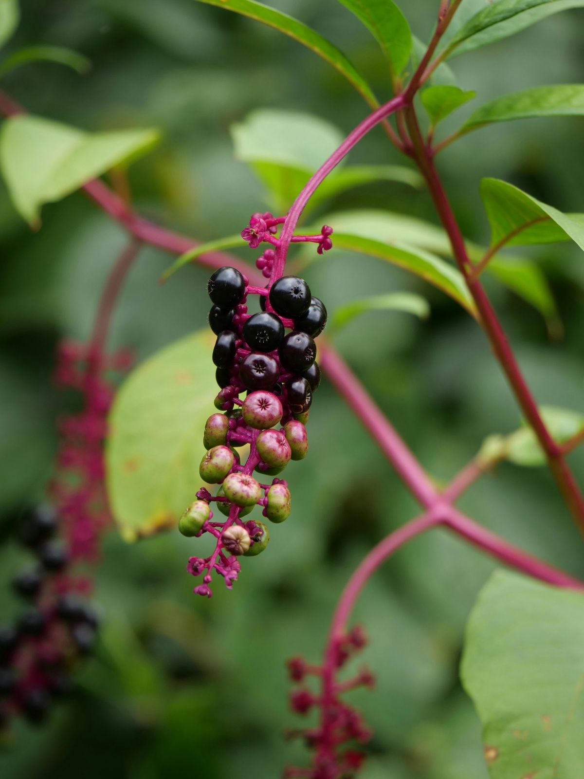 Native Plants of Lenapehoking: The Beauty Around Us