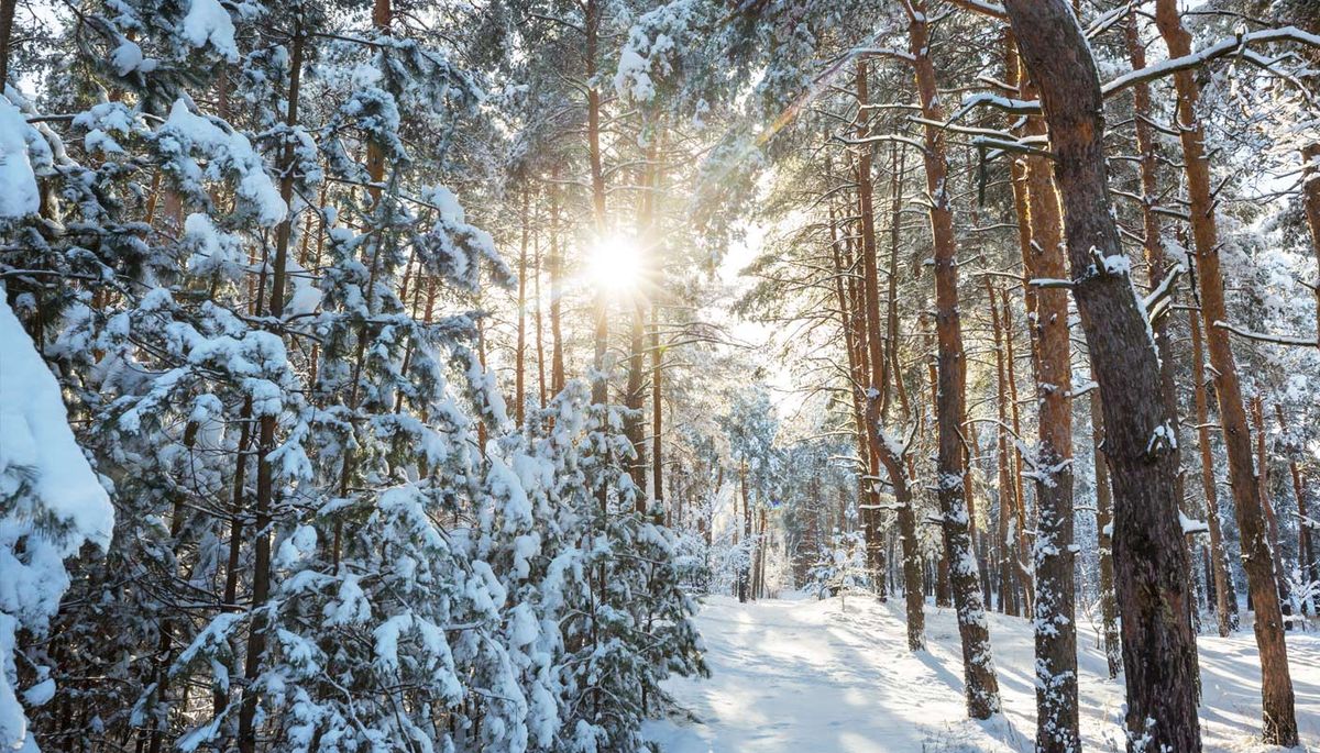 Winter Woodlands