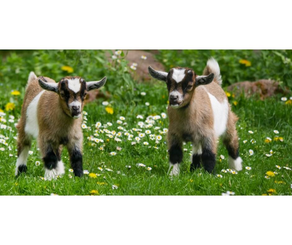 Goat Yoga: August