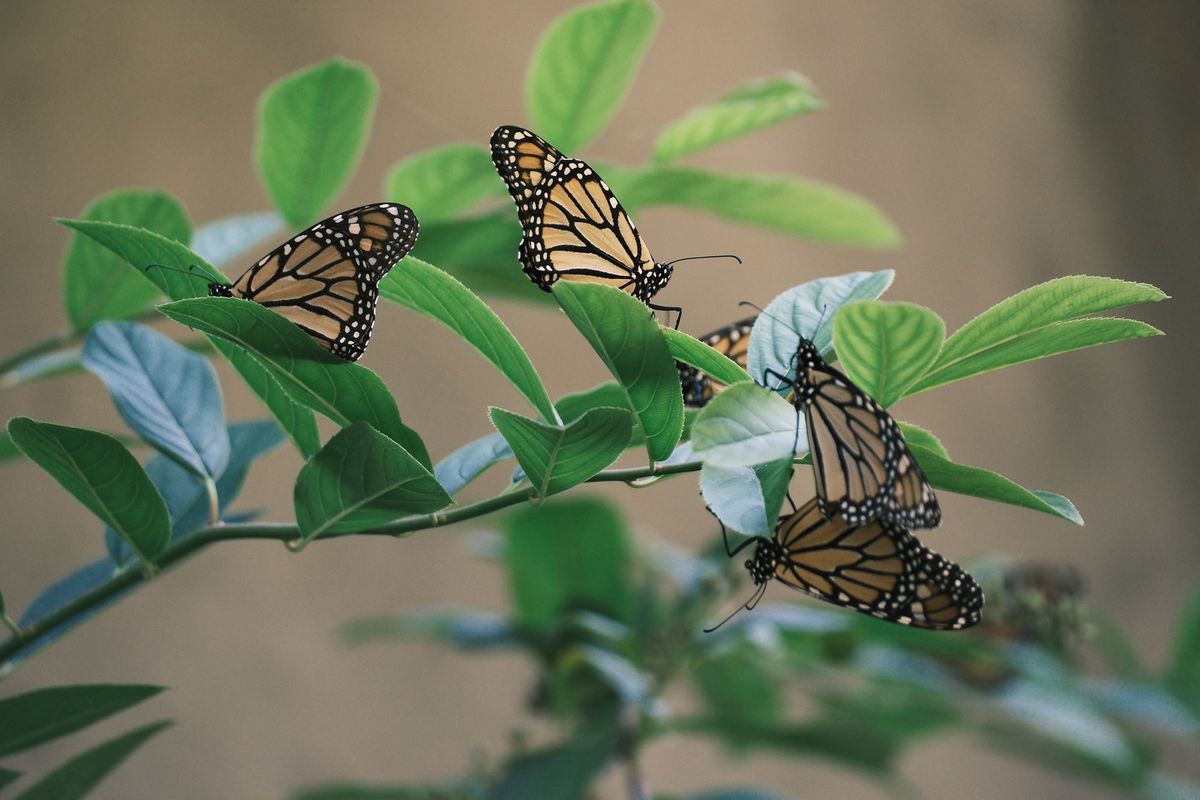 Monarch Migration Photowalk