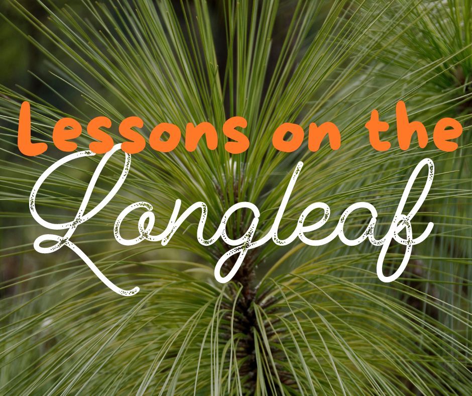 Lessons on the Longleaf