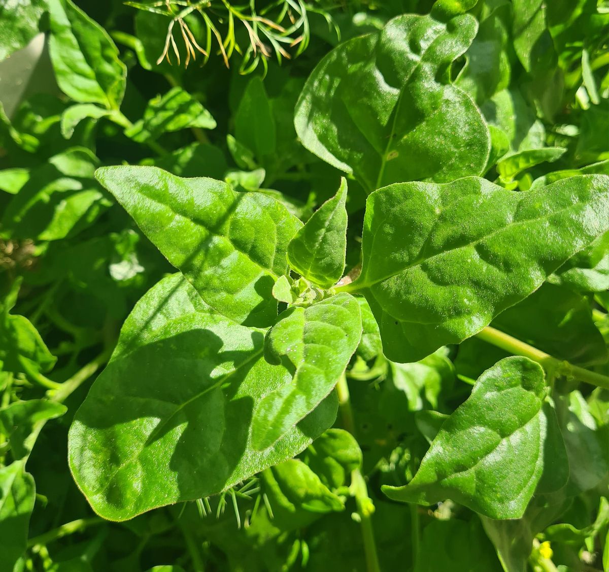 Taradale Produce Swap