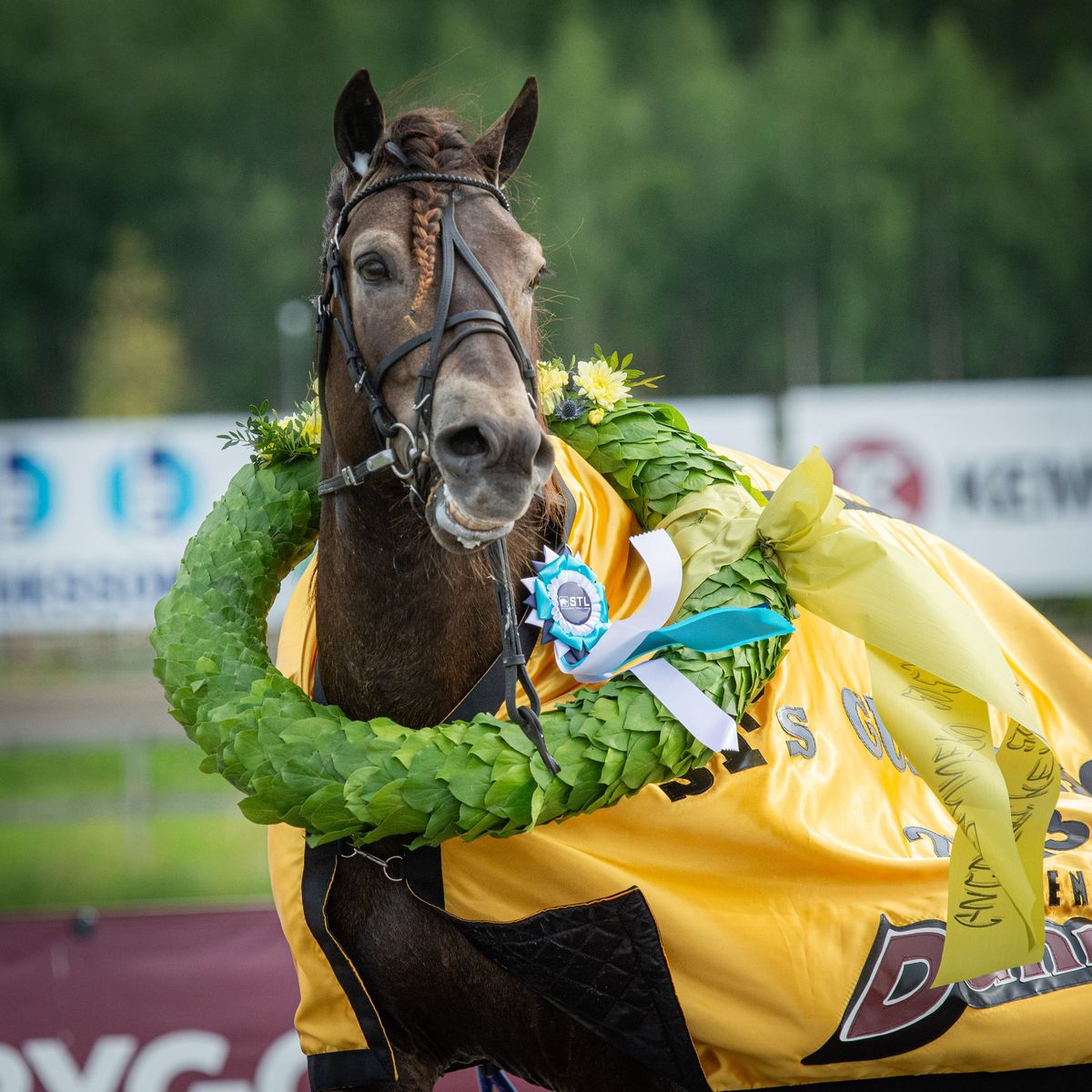 Trav p\u00e5 Arena Hagmyren - Slepinerdagen