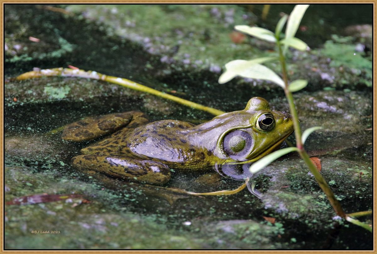 Reptiles and Amphibians of South Florida