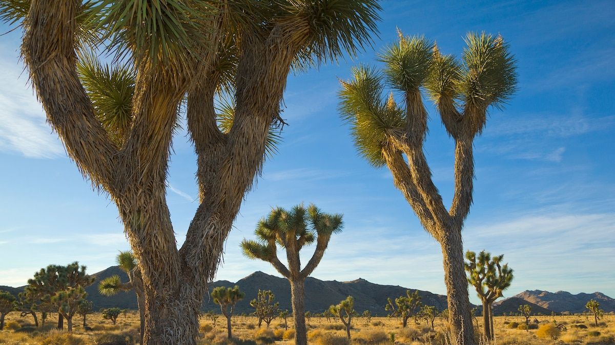 National Geographic Live - Palm Desert
