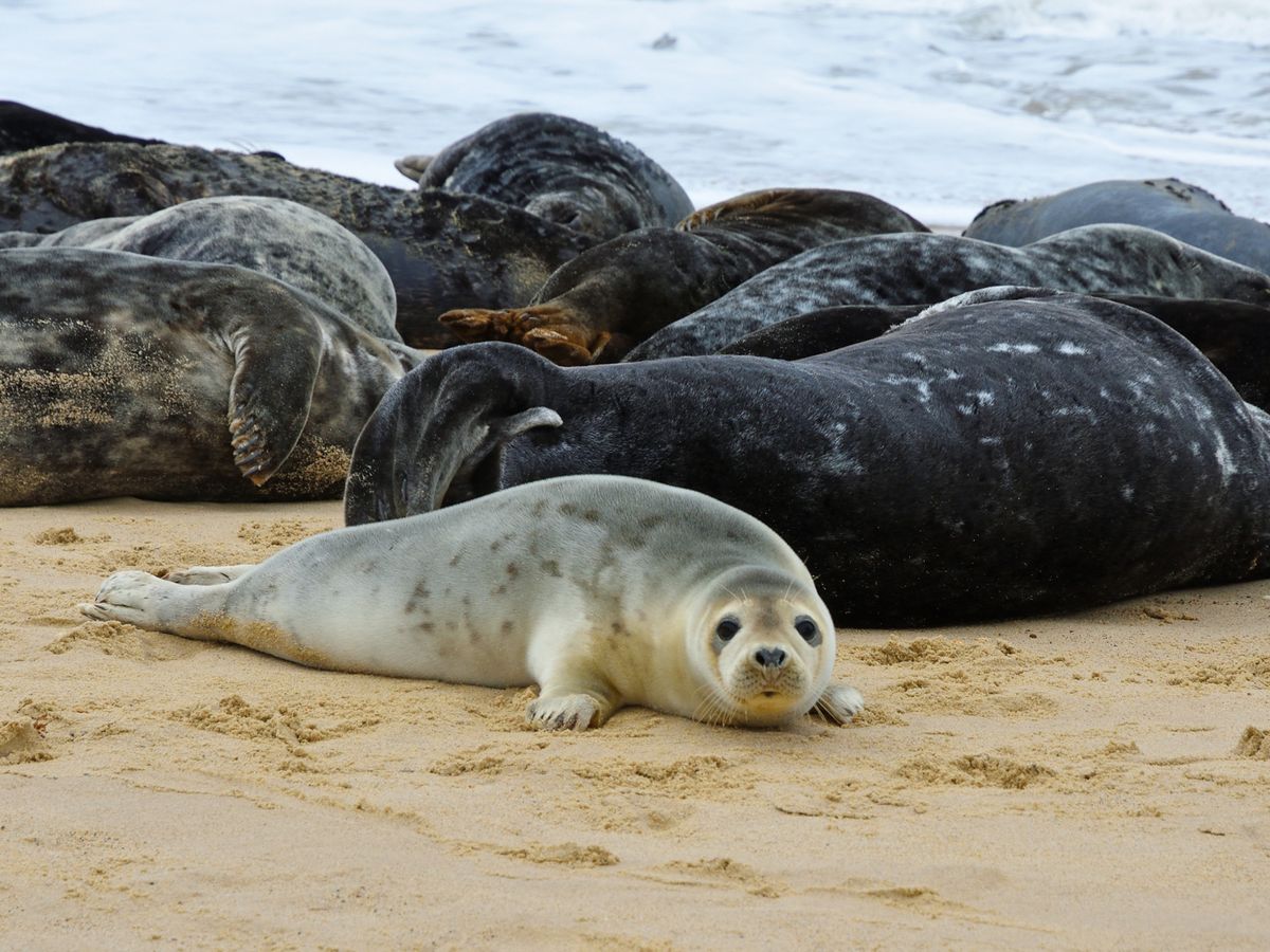 \ud83e\uddad Hike to Atlantic Grey Seal Pups \u2013 Best Time to Visit