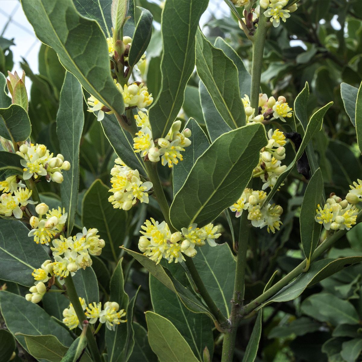 Bay tree not just for soup