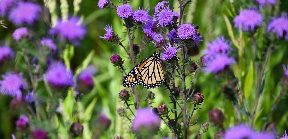 Native Plants Unlimited at Central Indiana Seed Swap - Hamilton County Fairgounds