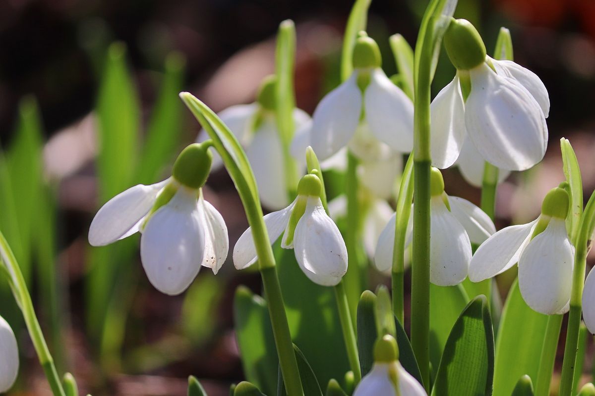 Awakening to Spring Retreat.  QiGong, Sound Healing and Herbal medicine.