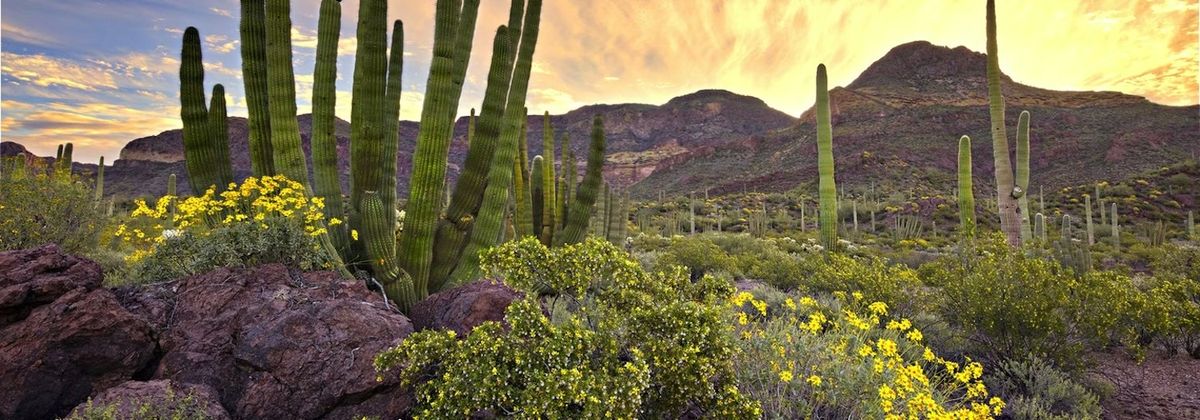 Sonoran Desert Trail Running + Wellness Retreat 2024
