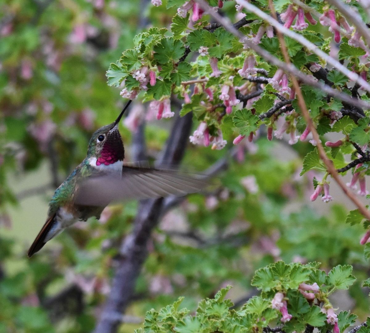 Lafayette Birds!