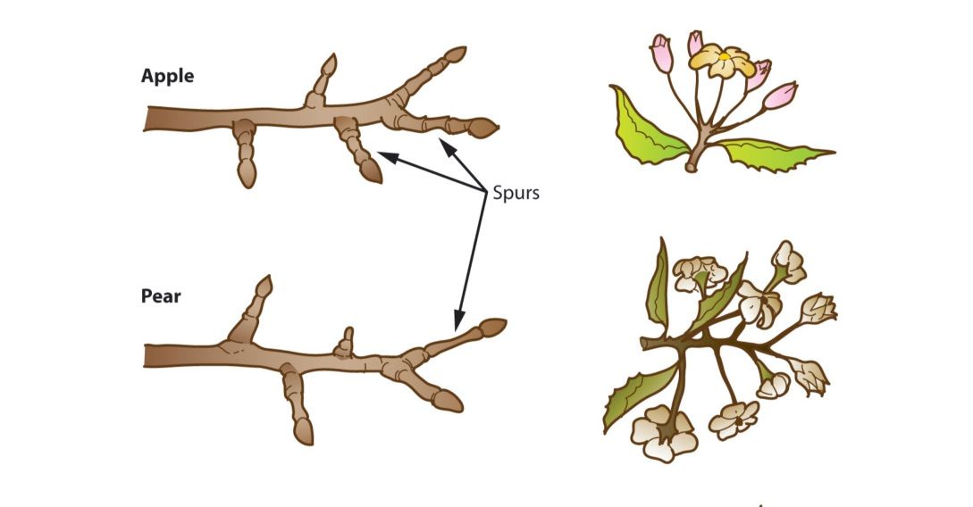 Winter Fruit Tree Pruning - San Jose