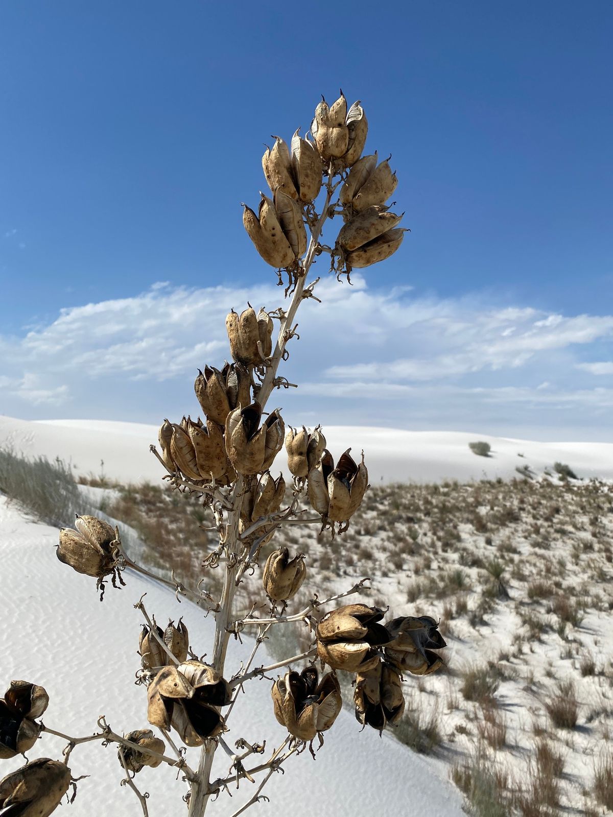 Nature Journaling at White Sands National Park