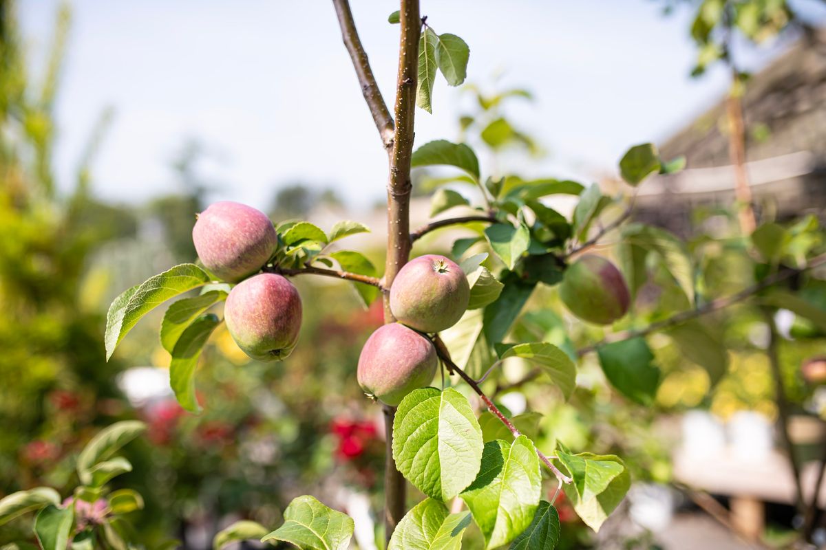 Pruning Fruit Trees in the Backyard Orchard at GARDENWORKS Saanich