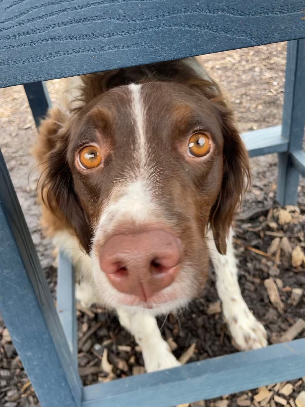 Bird Dog Meet-Up Night