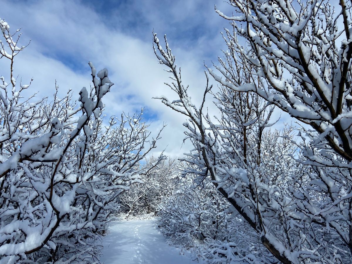 Snowflakes and Stories 