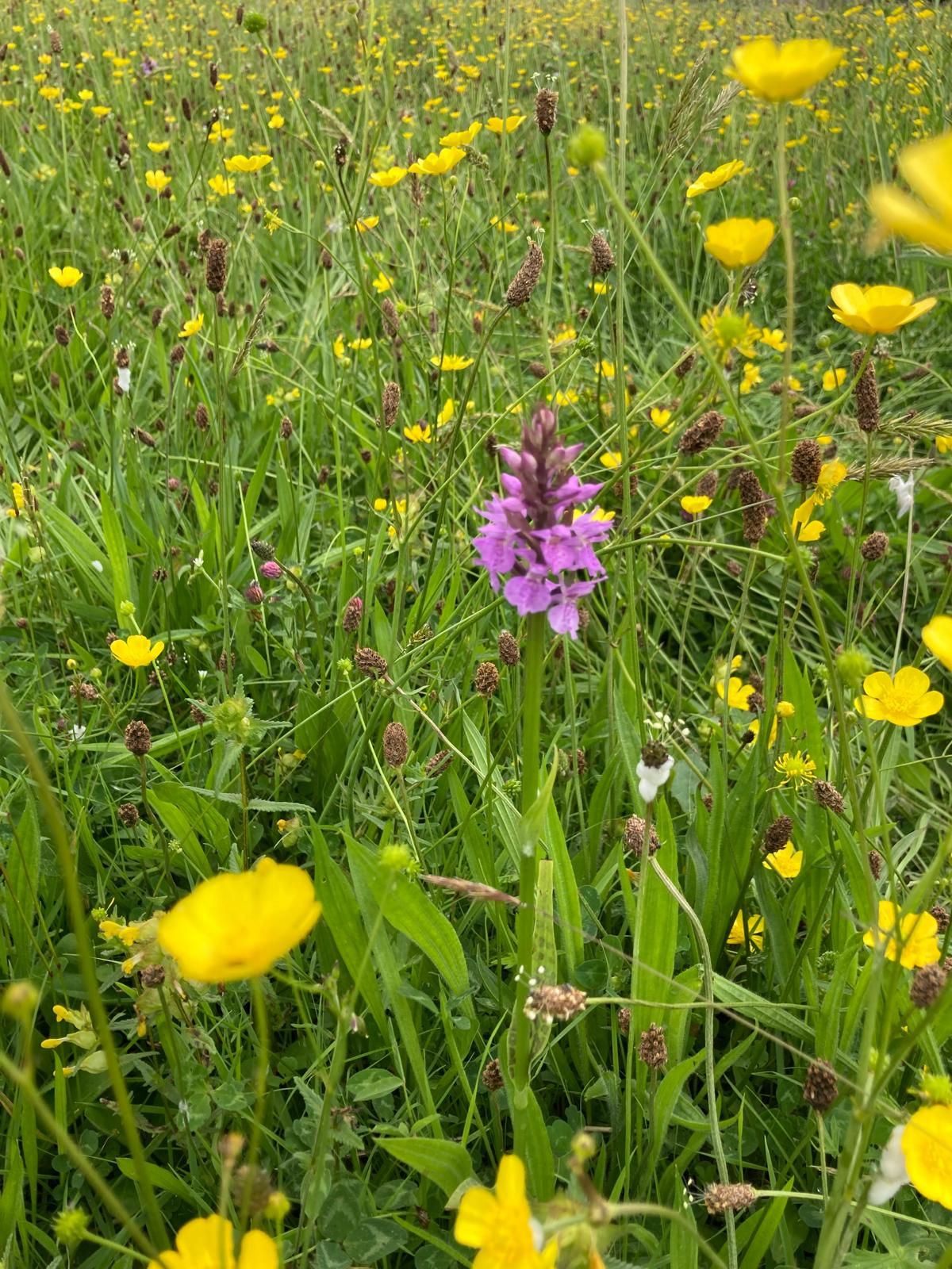 Wildflower Meadow Workshop 