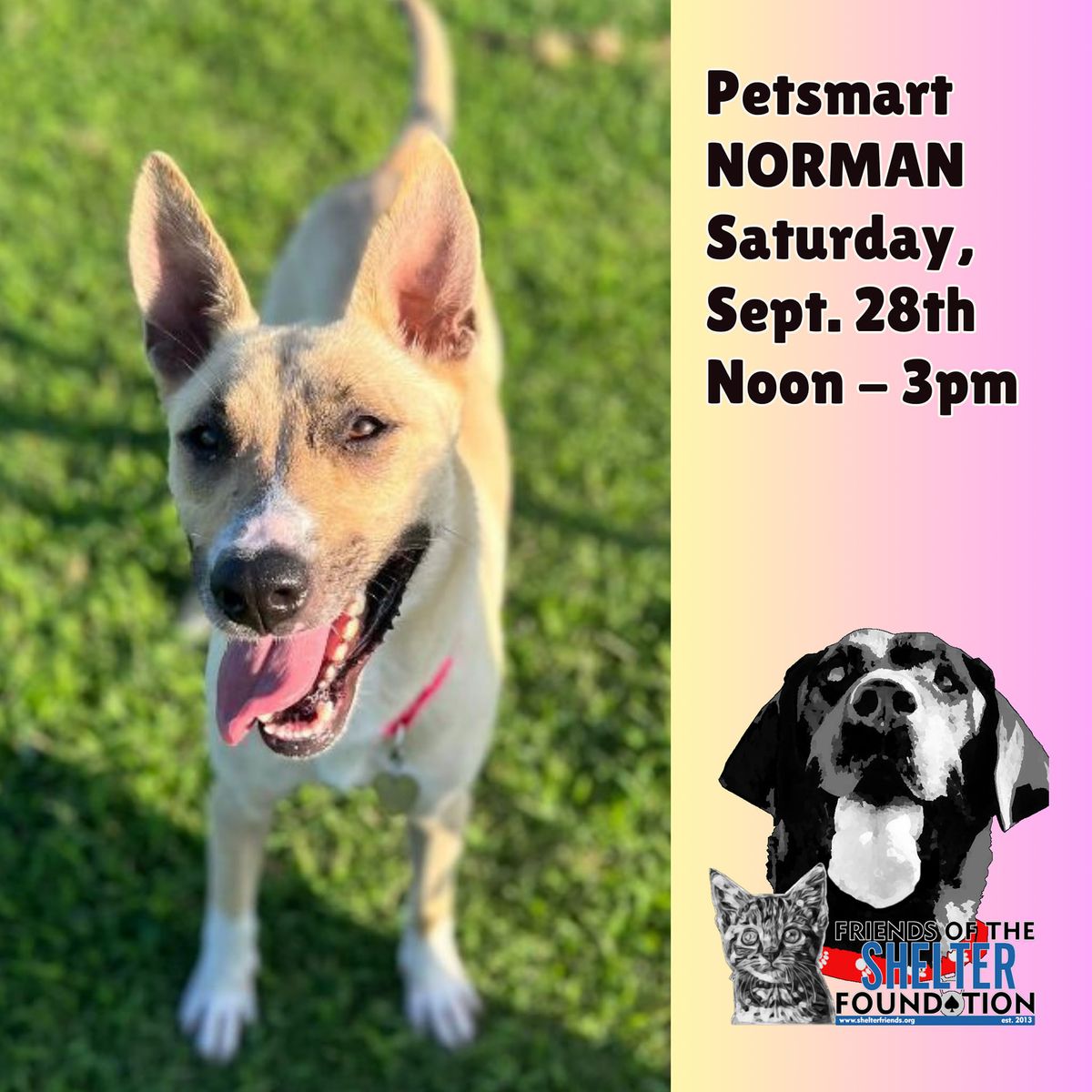 Adoption Event at Petsmart in Norman