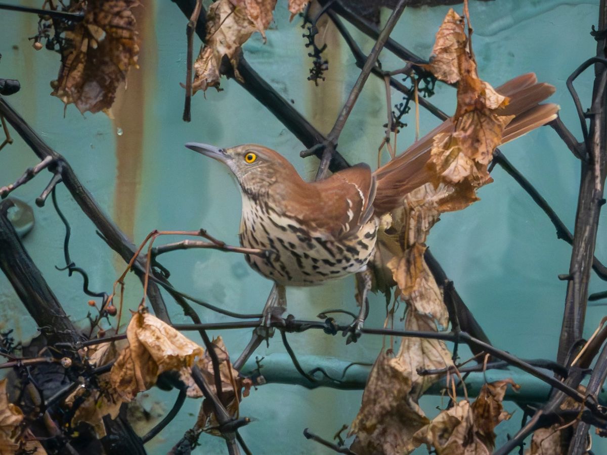 Tremont Towpath Urban Bird Walk