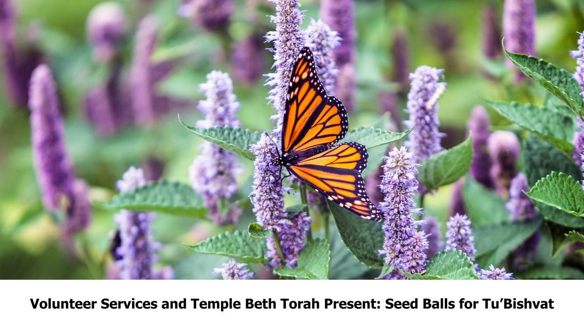 Seed Balls for Tu\u2019Bishvat