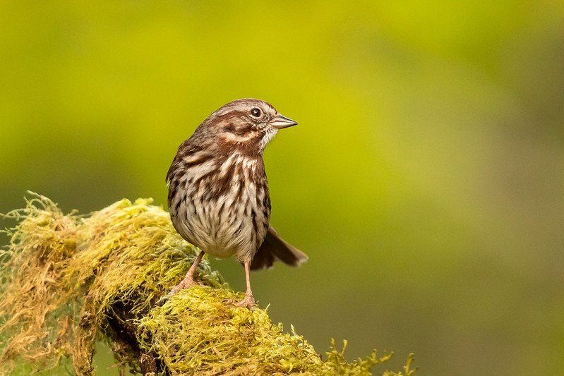 Bird Walk at Lake Sammamish State Park