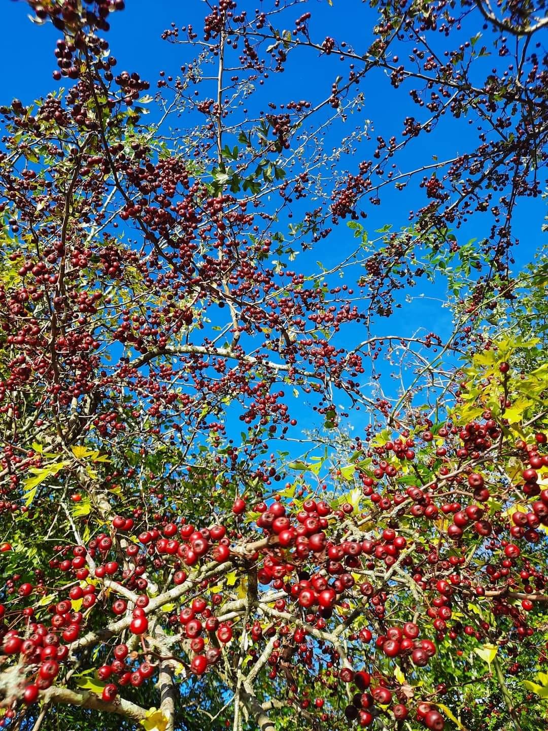 Autumn river walk